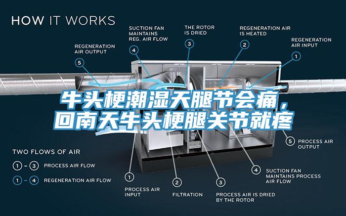 牛頭梗潮濕天腿節(jié)會痛，回南天牛頭梗腿關節(jié)就疼